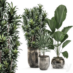 Plant Collection 531. Dracaena Likuala palm tree rapis black flowerpot luxury pot flowerpot 3D Models 