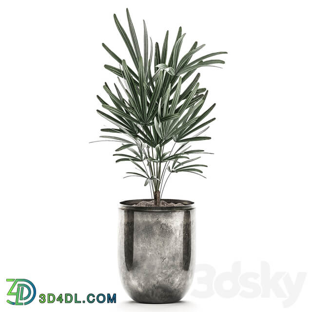 Plant Collection 531. Dracaena Likuala palm tree rapis black flowerpot luxury pot flowerpot 3D Models
