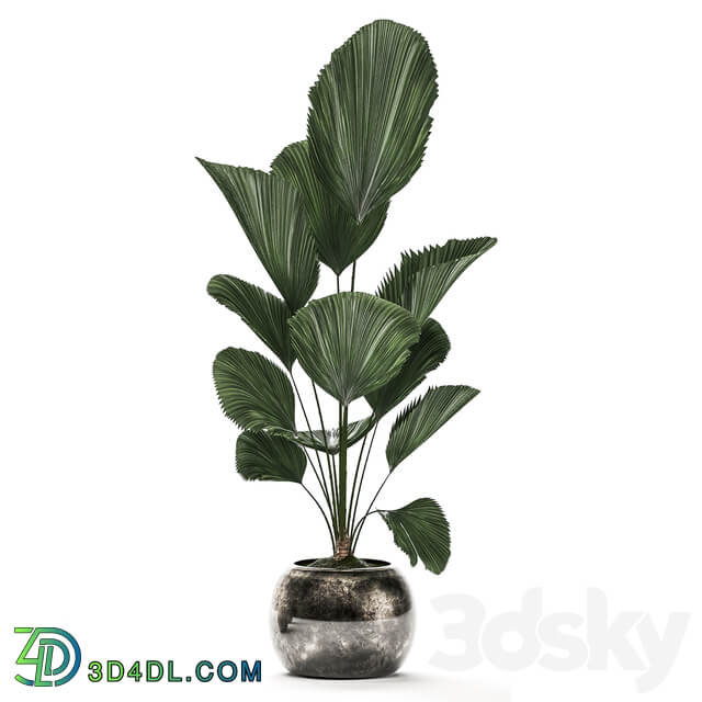 Plant Collection 531. Dracaena Likuala palm tree rapis black flowerpot luxury pot flowerpot 3D Models