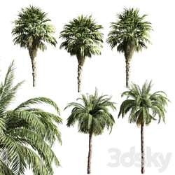 set of palms 