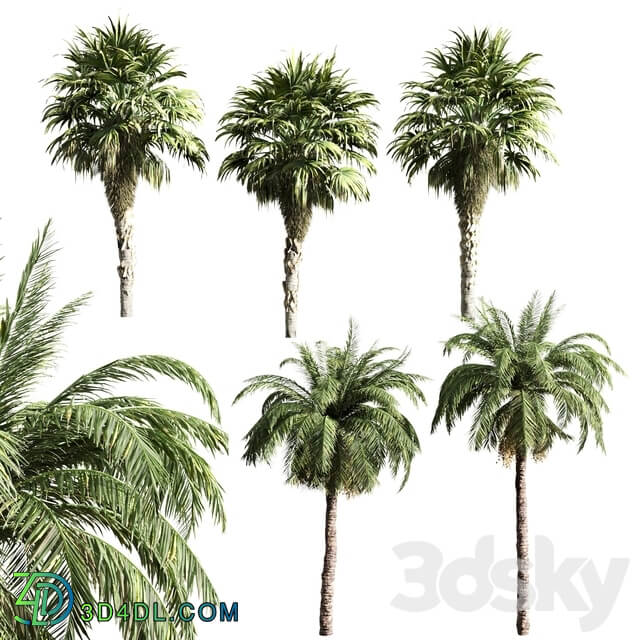 set of palms