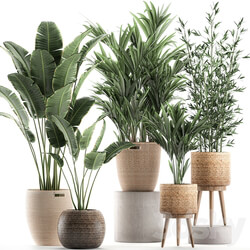 Plant Collection 600. Basket rattan palm tree bamboo banana indoor plants nature decor Scandinavian style 3D Models 