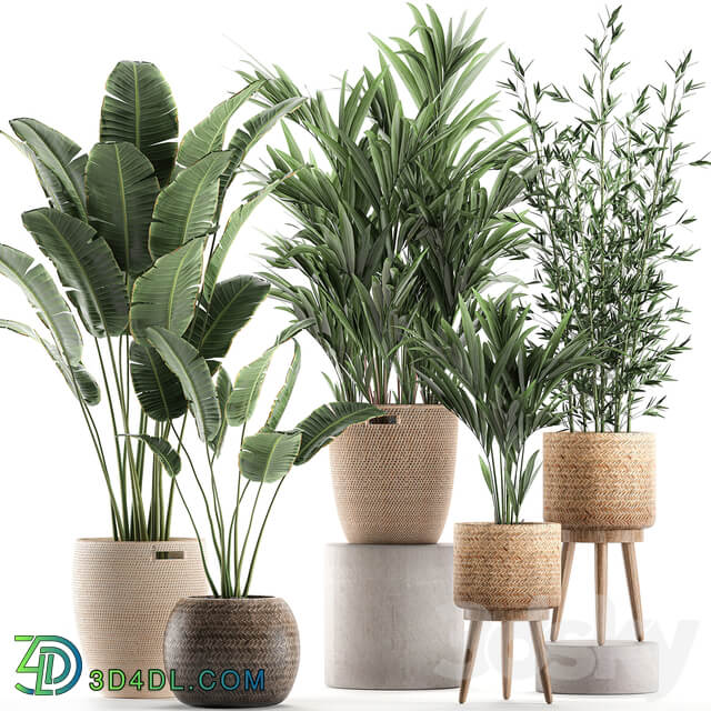 Plant Collection 600. Basket rattan palm tree bamboo banana indoor plants nature decor Scandinavian style 3D Models