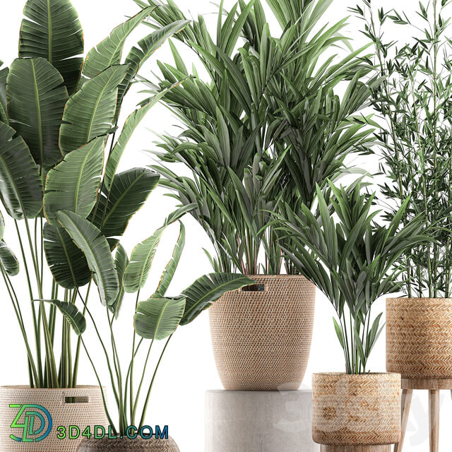 Plant Collection 600. Basket rattan palm tree bamboo banana indoor plants nature decor Scandinavian style 3D Models