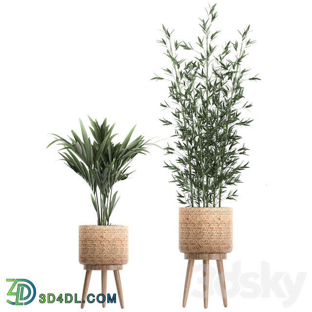 Plant Collection 600. Basket rattan palm tree bamboo banana indoor plants nature decor Scandinavian style 3D Models