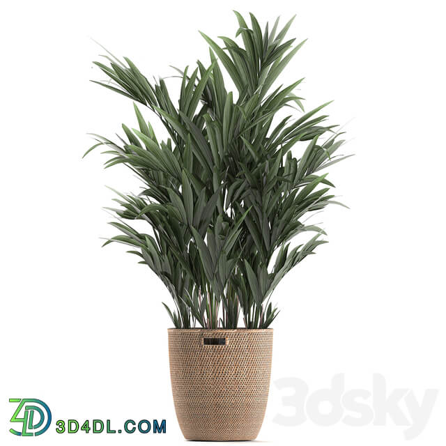 Plant Collection 600. Basket rattan palm tree bamboo banana indoor plants nature decor Scandinavian style 3D Models