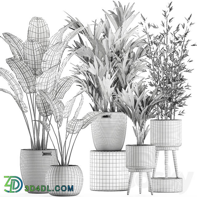 Plant Collection 600. Basket rattan palm tree bamboo banana indoor plants nature decor Scandinavian style 3D Models