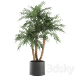 Collection Phoenix roebelenii 620. Indoor plants Robelin date black pot flowerpot loft outdoor exotic bushes thickets 3D Models 