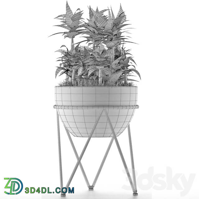 House Plant 21