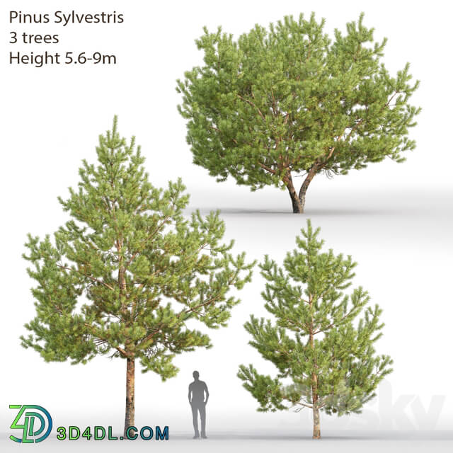 Pine 3D Models