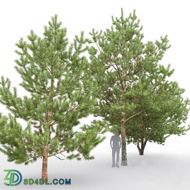 Pine 3D Models