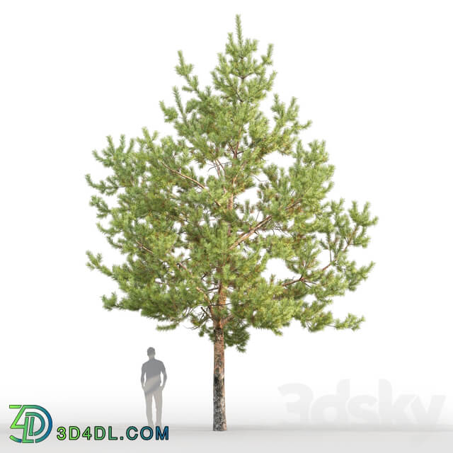 Pine 3D Models