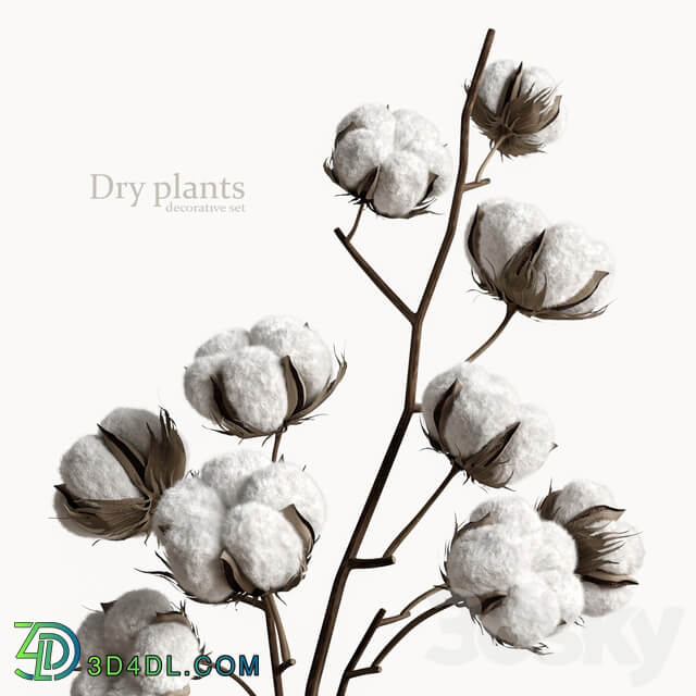 Decorative set with dry plants 5