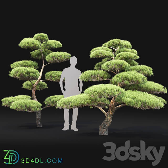 Bonsai 3D Models