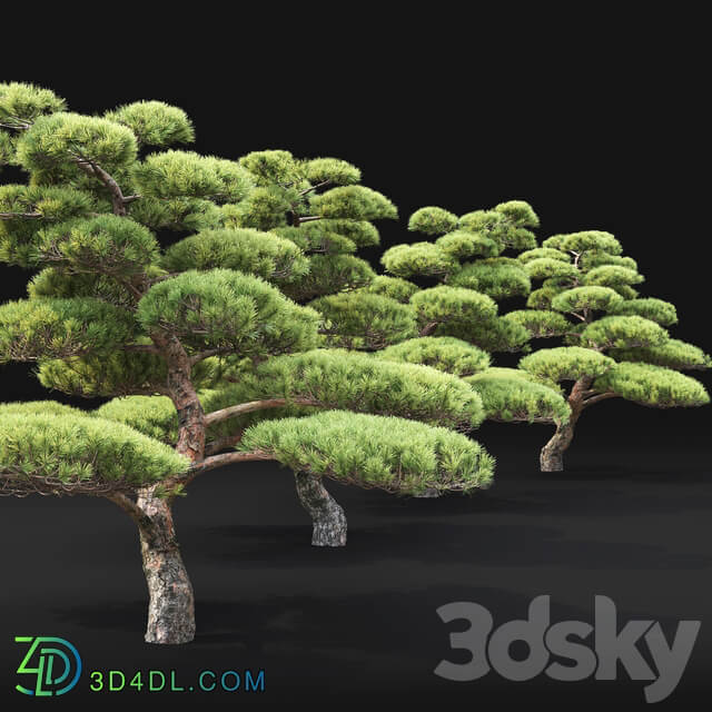 Bonsai 3D Models