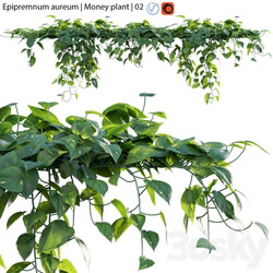 Fitowall Epipremnum aureum Money plant 02 