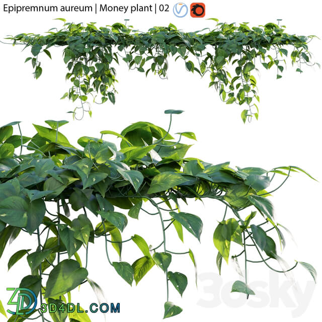 Fitowall Epipremnum aureum Money plant 02