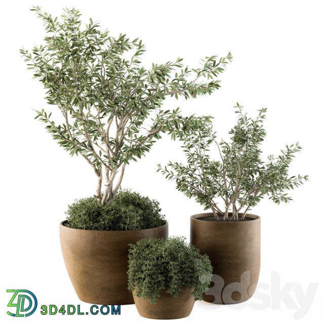 Outdoor Plants Olive Set 79