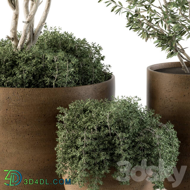 Outdoor Plants Olive Set 79