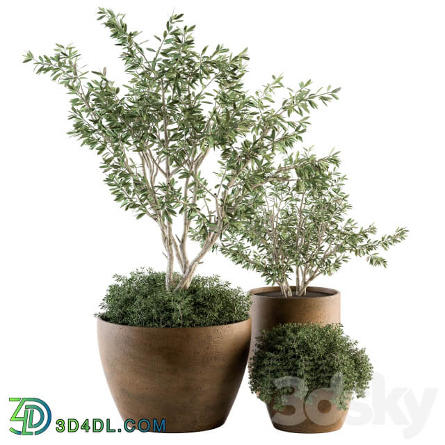 Outdoor Plants Olive Set 79