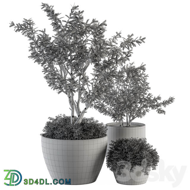 Outdoor Plants Olive Set 79