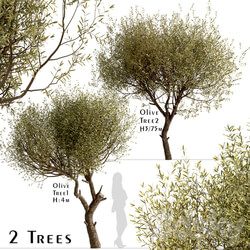 Set of Olive Trees Olea Europaea 2 Trees  