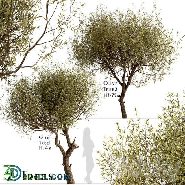 Set of Olive Trees Olea Europaea 2 Trees 