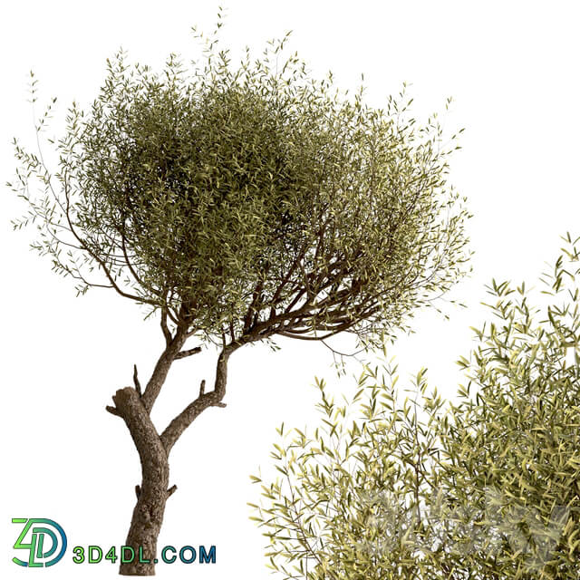 Set of Olive Trees Olea Europaea 2 Trees 