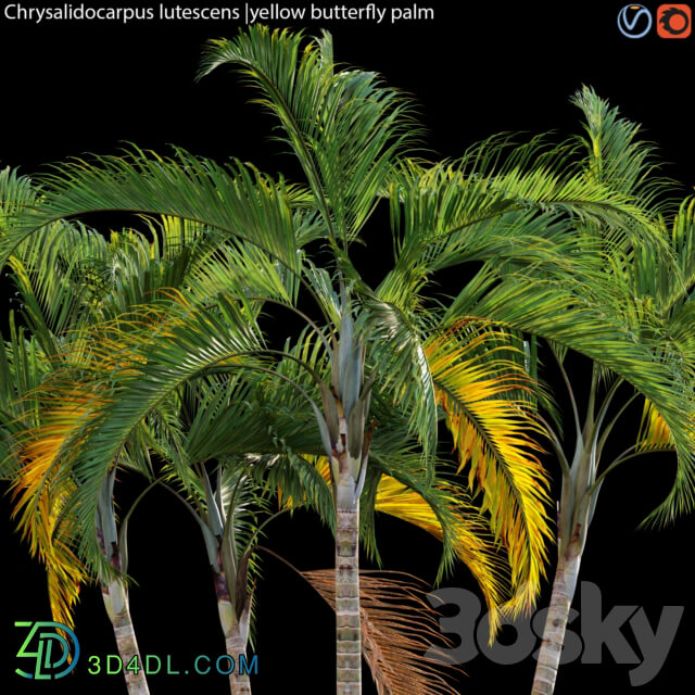 Chrysalidocarpus lutescens yellow butterfly palm 02