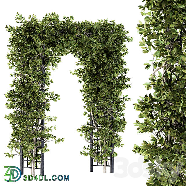 Outdoor Plant Set 121 Pergola Ivy