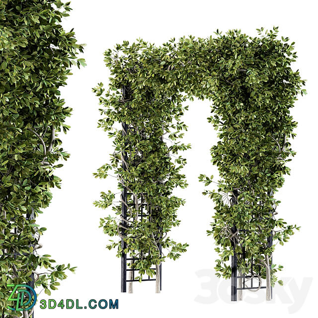 Outdoor Plant Set 121 Pergola Ivy