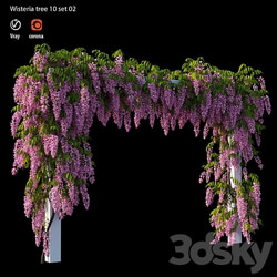 wisterial tree 10 set 02 