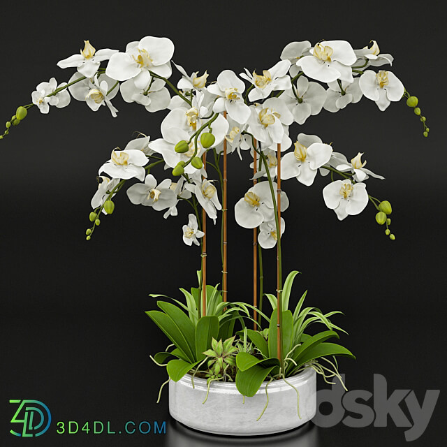 Orchid 13