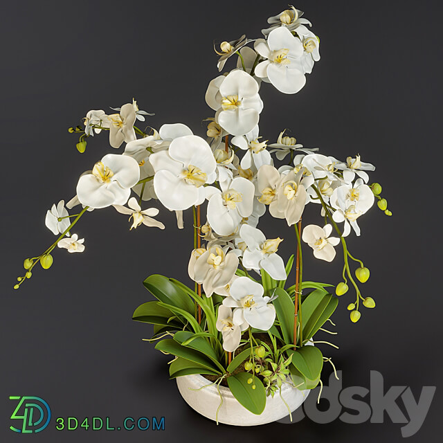 Orchid 13