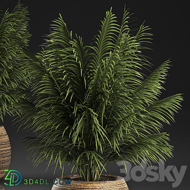 Plant collection 827. Palm tree basket bush flowerpot 3D Models