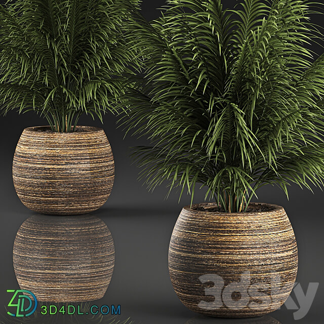 Plant collection 827. Palm tree basket bush flowerpot 3D Models