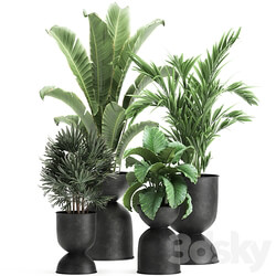 Plant collection 897. Black flowerpot Strelitzia banana Hovea palm tree loft industrial style Alocasia bush flower Raphis Palm Howea forsteriana 3D Models 