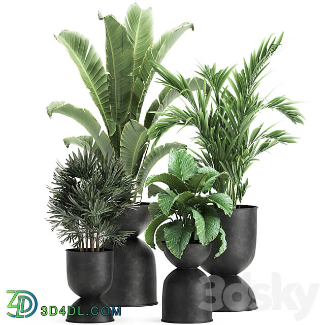 Plant collection 897. Black flowerpot Strelitzia banana Hovea palm tree loft industrial style Alocasia bush flower Raphis Palm Howea forsteriana 3D Models