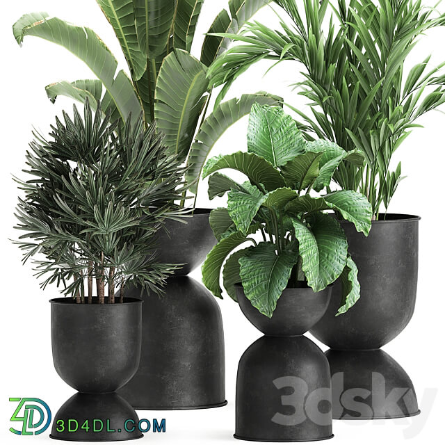 Plant collection 897. Black flowerpot Strelitzia banana Hovea palm tree loft industrial style Alocasia bush flower Raphis Palm Howea forsteriana 3D Models