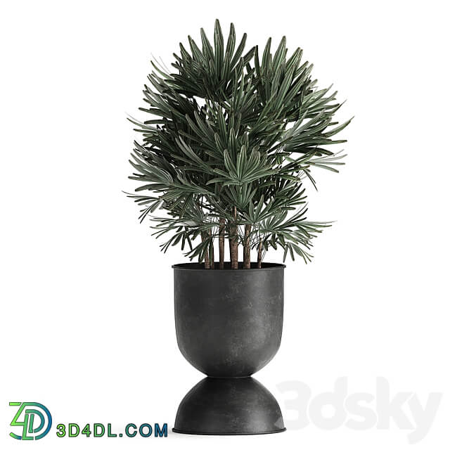 Plant collection 897. Black flowerpot Strelitzia banana Hovea palm tree loft industrial style Alocasia bush flower Raphis Palm Howea forsteriana 3D Models