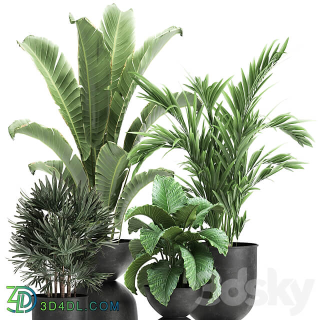 Plant collection 897. Black flowerpot Strelitzia banana Hovea palm tree loft industrial style Alocasia bush flower Raphis Palm Howea forsteriana 3D Models