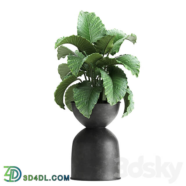 Plant collection 897. Black flowerpot Strelitzia banana Hovea palm tree loft industrial style Alocasia bush flower Raphis Palm Howea forsteriana 3D Models