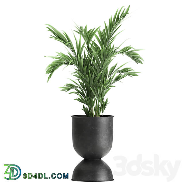 Plant collection 897. Black flowerpot Strelitzia banana Hovea palm tree loft industrial style Alocasia bush flower Raphis Palm Howea forsteriana 3D Models