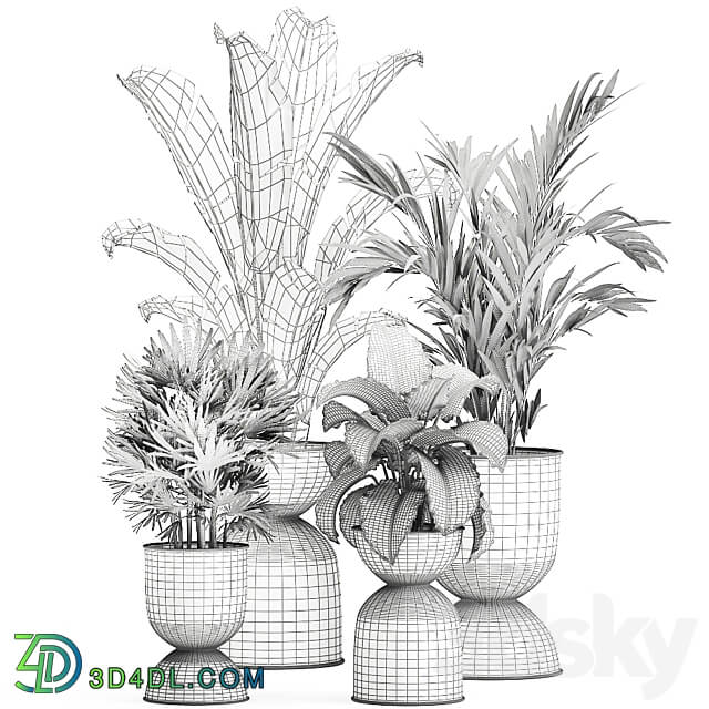 Plant collection 897. Black flowerpot Strelitzia banana Hovea palm tree loft industrial style Alocasia bush flower Raphis Palm Howea forsteriana 3D Models