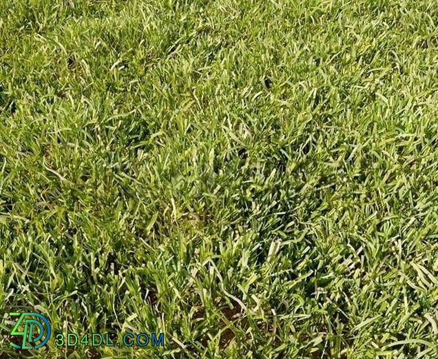 Grass EApZpF2d