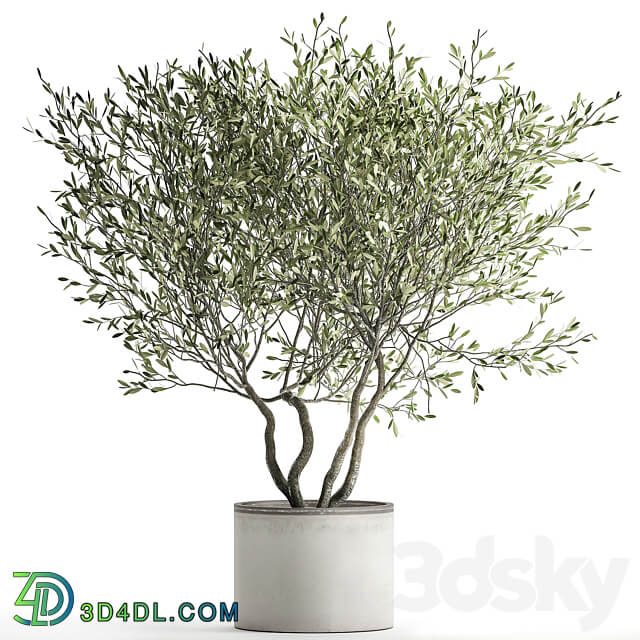 Olive tree 970. Olive tree white pot flowerpot interior office outdoor decorative topiary 3D Models