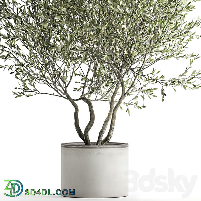 Olive tree 970. Olive tree white pot flowerpot interior office outdoor decorative topiary 3D Models