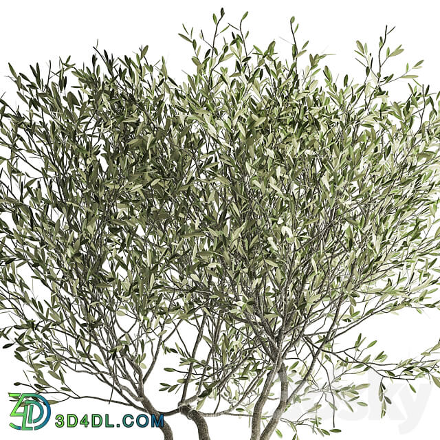 Olive tree 970. Olive tree white pot flowerpot interior office outdoor decorative topiary 3D Models