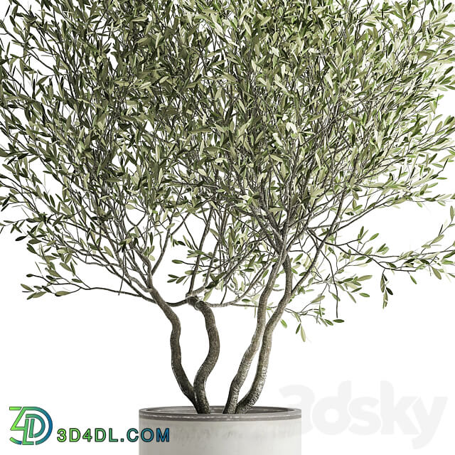 Olive tree 970. Olive tree white pot flowerpot interior office outdoor decorative topiary 3D Models