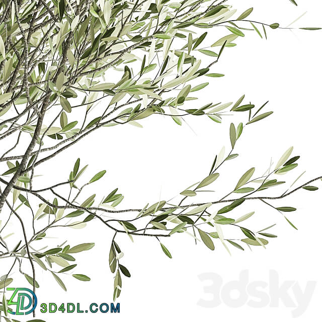 Olive tree 970. Olive tree white pot flowerpot interior office outdoor decorative topiary 3D Models